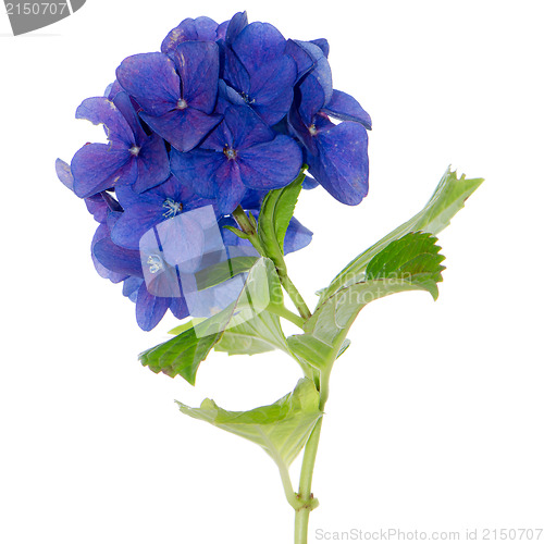 Image of Lacecap Hydrangea 