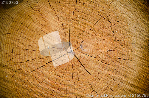 Image of Crack wood spiral 