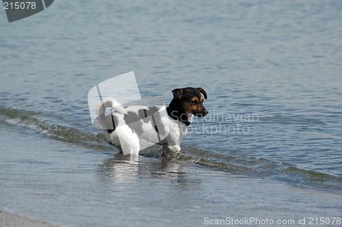 Image of Water dog