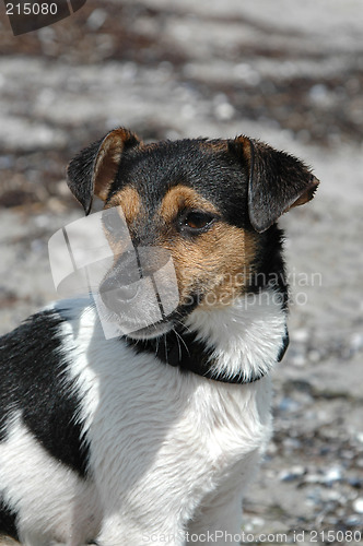 Image of Wet dog posing