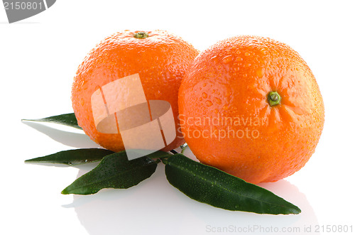 Image of Fresh orange mandarins