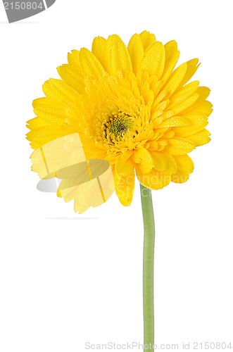 Image of Yellow gerbera daisy flower