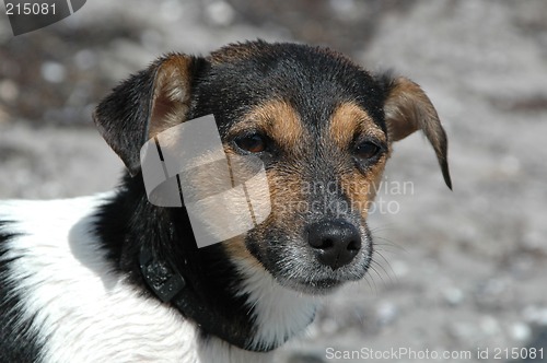 Image of Wet dog lokking