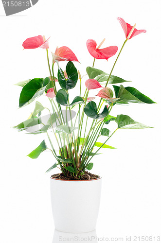 Image of Beautiful Anthedesia anthurium