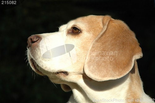 Image of Dog in profile