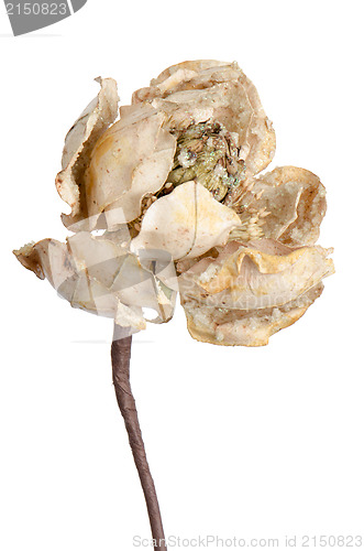 Image of Christmas decoration