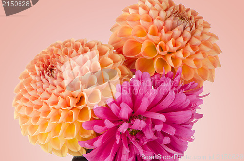 Image of Three dahlias 