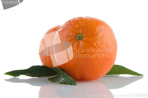 Image of Fresh orange mandarins