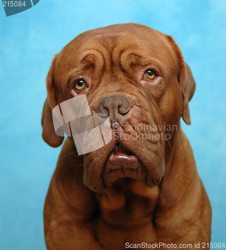 Image of Sad dog