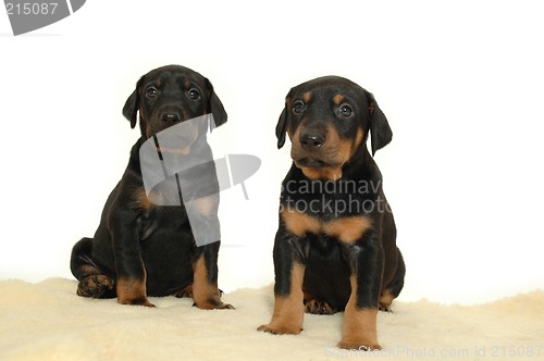 Image of Two sweet puppies