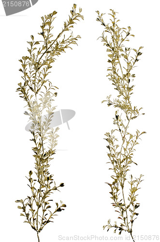 Image of Christmas decorative golden leaves