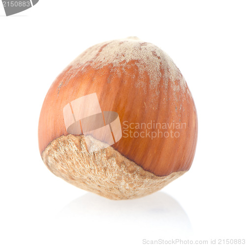 Image of Hazelnut