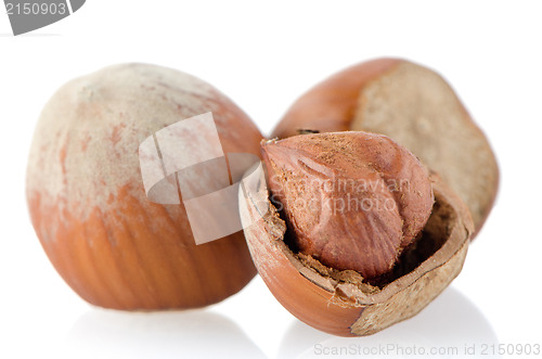 Image of Tasty hazelnuts