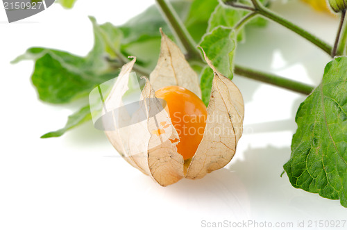 Image of Physalis