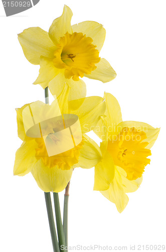 Image of Jonquil flowers