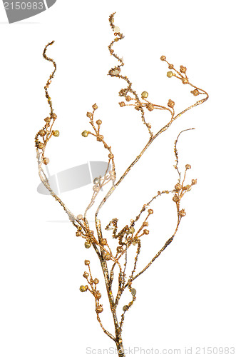 Image of Golden Christmas decoration branches