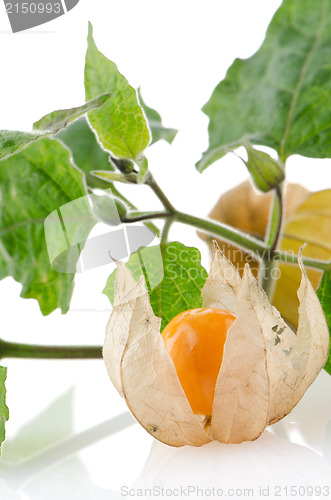 Image of Physalis