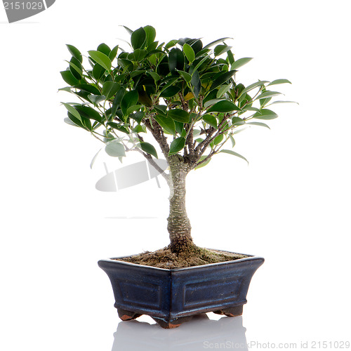 Image of Chinese green bonsai tree