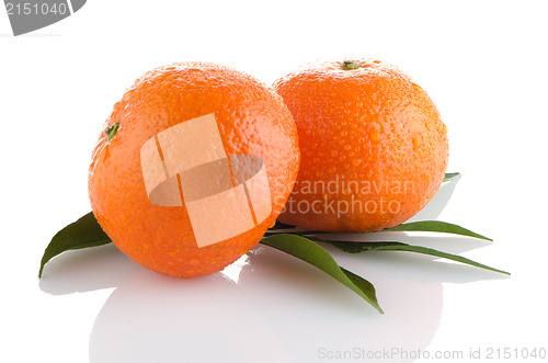 Image of Fresh orange mandarins