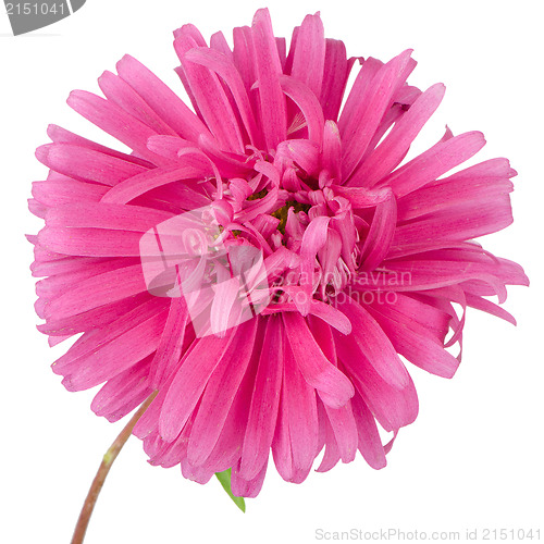 Image of Pink daisy flower 