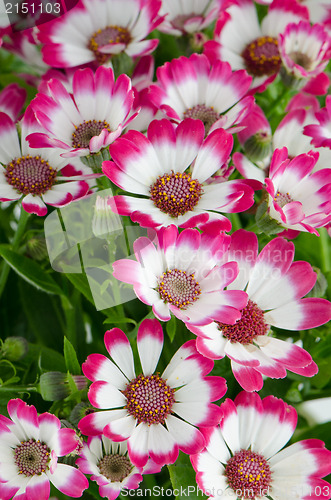 Image of Beautiful pink flowers and green grass