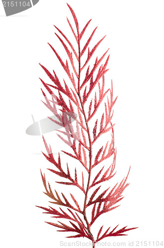 Image of Christmas arrangement