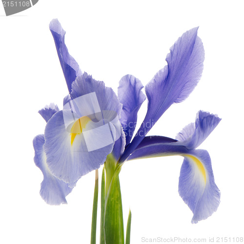 Image of Purple lily flower