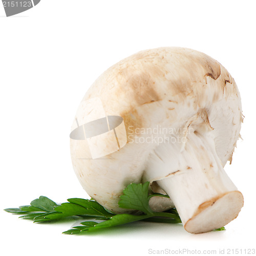 Image of Champignon mushroom and parsley leaves 