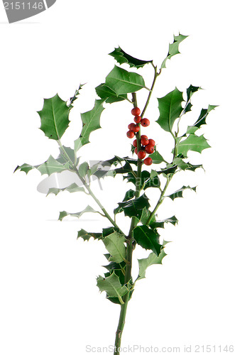 Image of Christmas holly branch