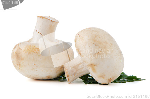 Image of Champignon mushrooms and parsley leaves 