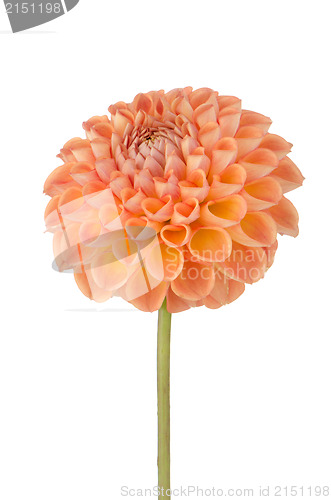 Image of Orange dahlia flower