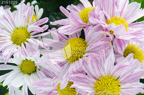 Image of Beautiful Chrysanthemum flowers 