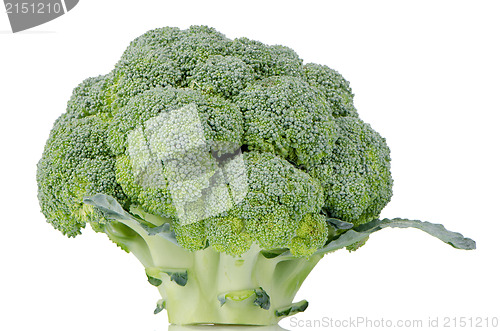 Image of Broccoli