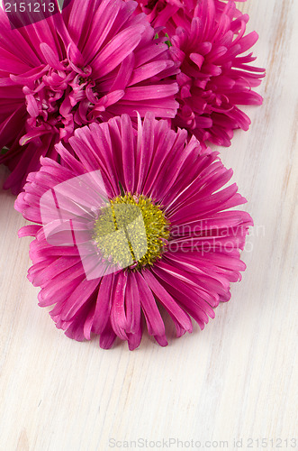 Image of Pink daisy flowers