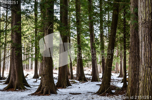 Image of Group of thuja trees