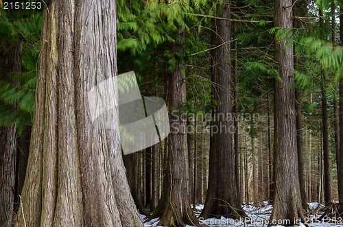 Image of Big thuja trees