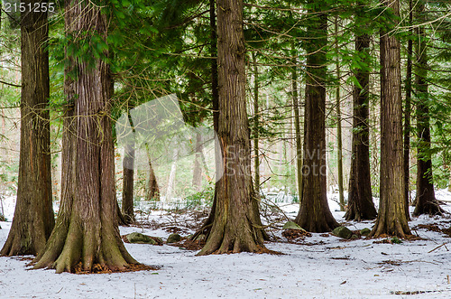 Image of From the thuja forest