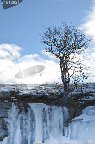 Image of Lone tree on icy cliffs