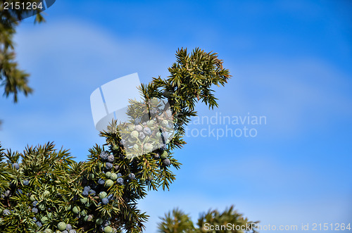 Image of Juniper berries