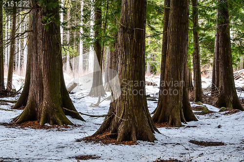 Image of Thuja trees at winter