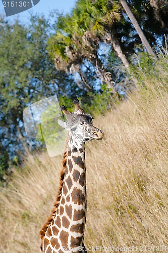 Image of Giraffe (Giraffa camelopardalis) in South Africa 