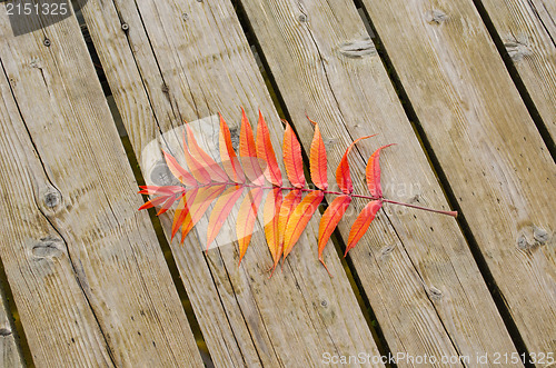 Image of orange color autumn leaf lie wooden lake bridge 