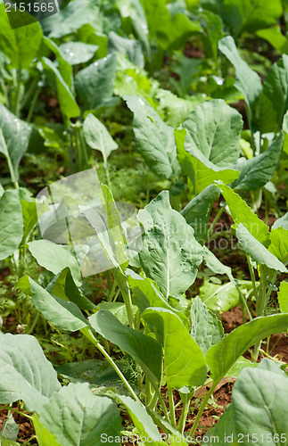 Image of organic vegetables growing