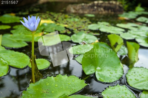 Image of water lily in pond