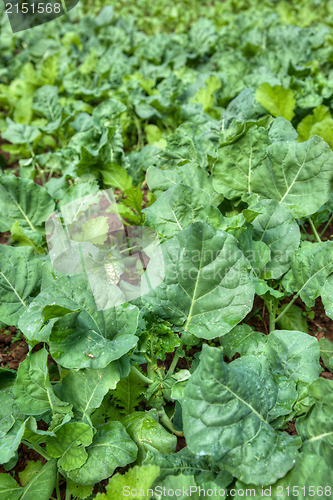 Image of organic vegetables growing