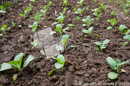 Image of organic vegetables growing