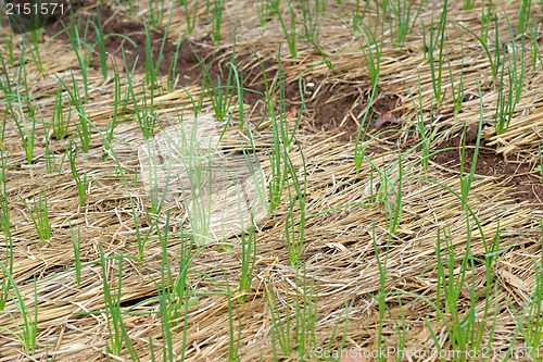 Image of organic vegetables growing