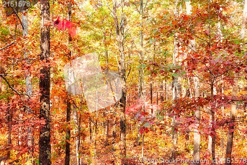 Image of colors of autumn or fall in forest