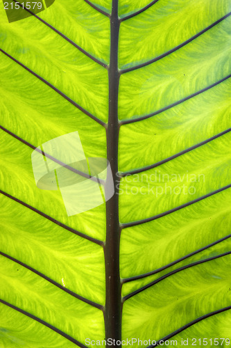 Image of palm leaf