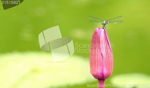 Image of dragonfly on a lily flower